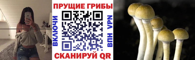 Псилоцибиновые грибы Cubensis  Жердевка 